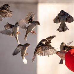 seven sparrows near human hand red sleeve, one landing