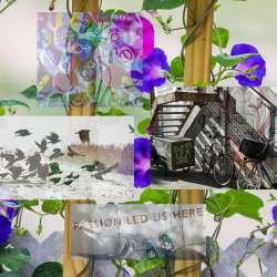 photo collage from unsplash.com downloads made with GIMP: background of morning glory flowering vine climbing slats, somewhat transparent overlays of A) flock of corvids on whitish landscape, B) picture from above of a pair of peoples' shoes with words embedded in the sidewalk that say "PASSION LED US HERE", C) alley with graffiti, stairs, sunlight, shadows, graffiti has cat and words 'it's cat time, biatch', and fully opaque overlay with a variety of plays on the male/female gender signs in different shapes with colorful stripe backgrounds on the type of buttons you pin to fabric